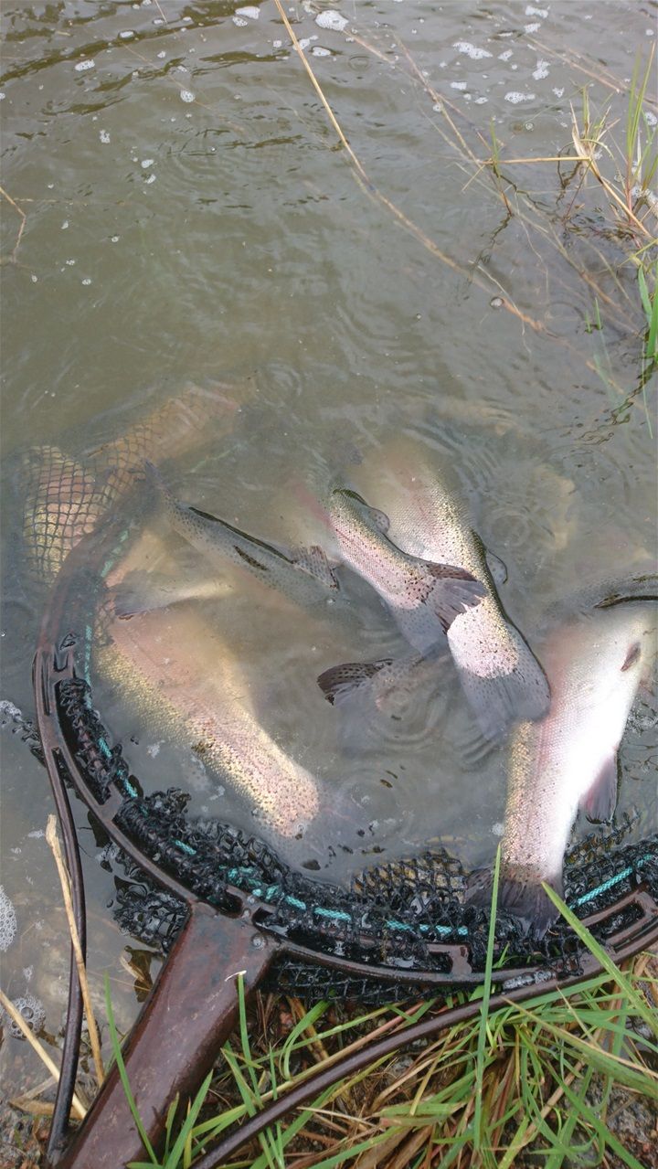 Äntligen dax! Idag 5.5 fick vi ett lass med fisk till Kolnebacken, 96 st fiskar med snittvikt 1,250 kg, samt 11 st större mellan 2,5-4,0 kg. Nu är det bara att åka och fånga den väldige.     Nyt kalaan. Tänään 5.5 saapui kuorman kaloja, 96 kpl keskipainoltaan 1,250 kg ja lisäksi 11 kpl isompia 2,5-4,0 kilosia.